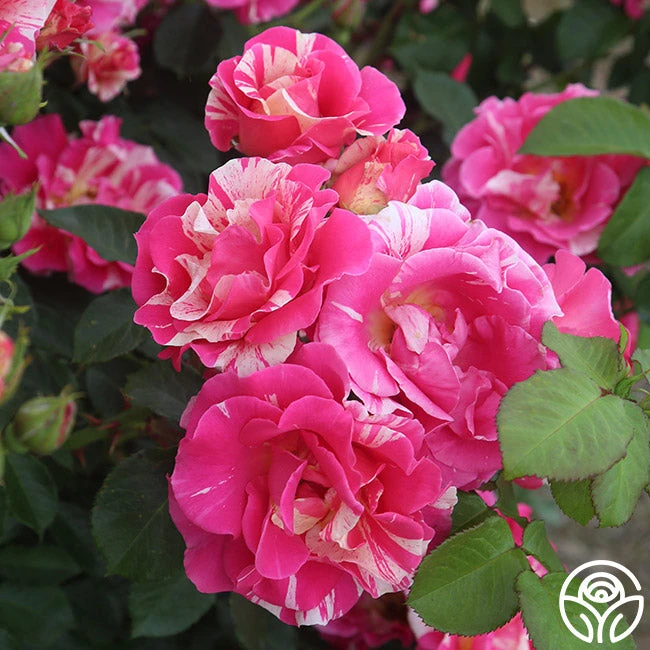 Candy Land 2 Candy Land - Image 2