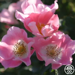 Carefree Delight® -RoseLuxe Shop carefree delight 2 5