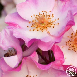 Carefree Delight® -RoseLuxe Shop carefree delight 4 5