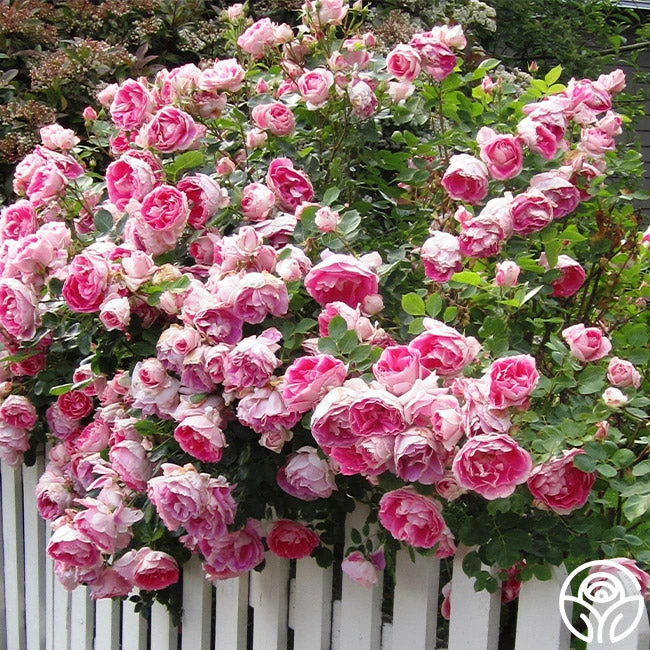 Front Page -RoseLuxe Shop carefree wonder 2 2