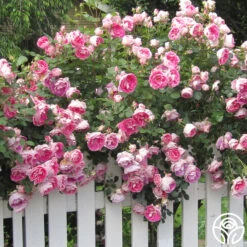 Carefree Wonder™ 11 Carefree Wonder™ -RoseLuxe Shop carefree wonder 4 8