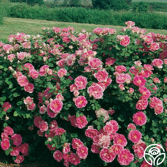 Front Page -RoseLuxe Shop carefree wonder 5 2