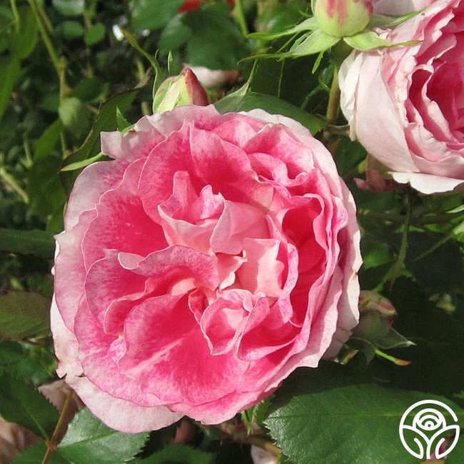 Carefree Wonder™ 5 Carefree Wonder™ - Image 5