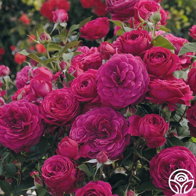 Celestial Night™ 1 Celestial Night™