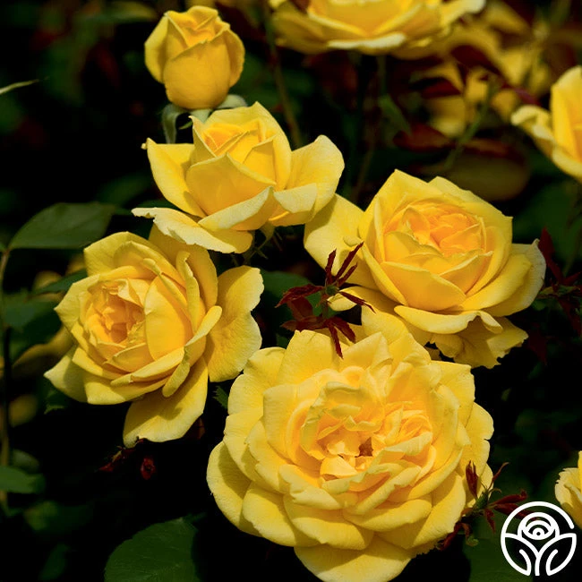 Ch-Ching! 4 Ch-Ching! - Image 4