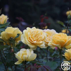 Ch-Ching! 14 Ch-Ching! -RoseLuxe Shop ch ching 3 8