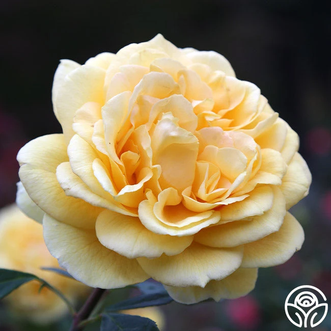 Ch-Ching! 2 Ch-Ching! - Image 2