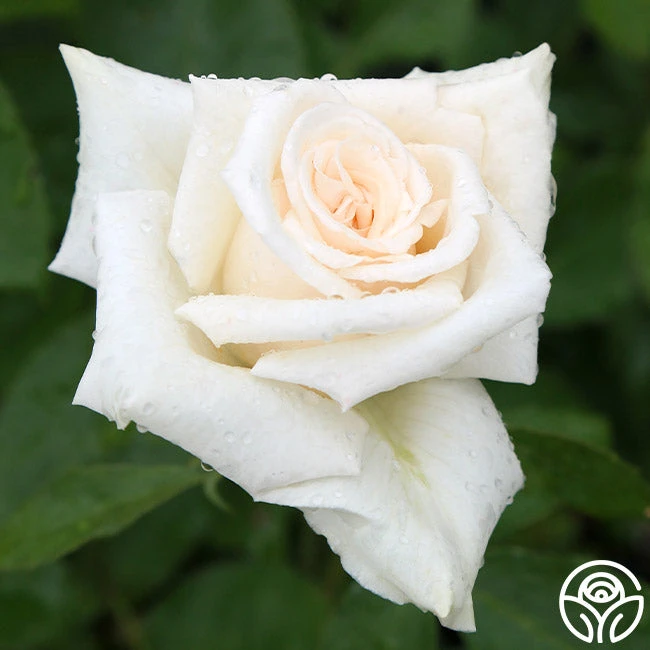 Champagne 2 Champagne - Image 2