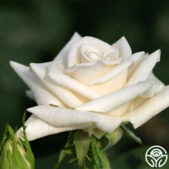 Champagne 7 Champagne -RoseLuxe Shop champagne 3 2 1