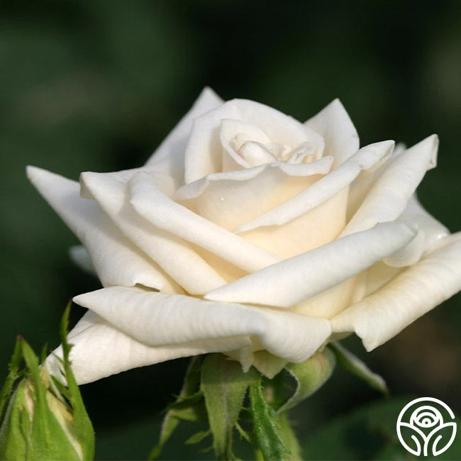 Champagne 4 Champagne - Image 4