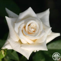 Champagne 6 Champagne -RoseLuxe Shop champagne 4 5