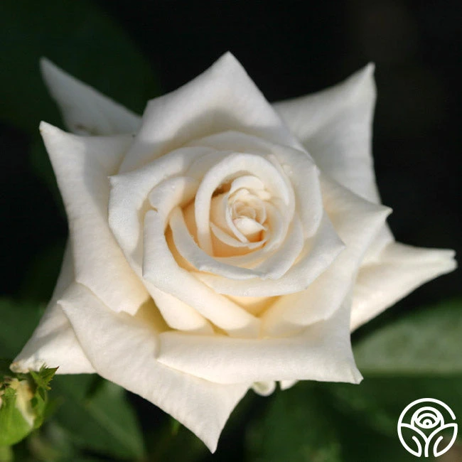 Champagne 3 Champagne - Image 3