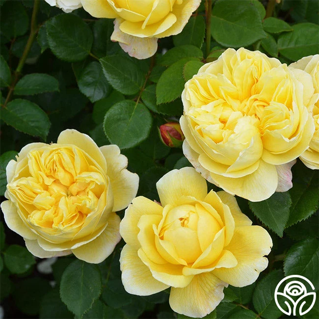 Charles Darwin® 2 Charles Darwin® - Image 2