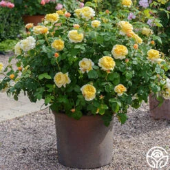 Charles Darwin® 7 Charles Darwin® -RoseLuxe Shop charles darwin 6