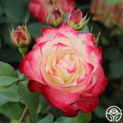 Cherry Parfait™ -RoseLuxe Shop cherry parfait 2 8