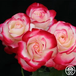 Cherry Parfait™ -RoseLuxe Shop cherry parfait 6 9