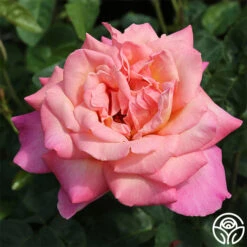 Chicago Peace® -RoseLuxe Shop chicago peace 2 8