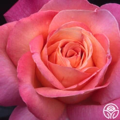 Chicago Peace® -RoseLuxe Shop chicago peace 5 8