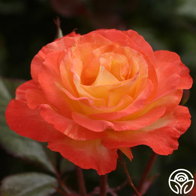 Chihuly™ 2 Chihuly™ - Image 2