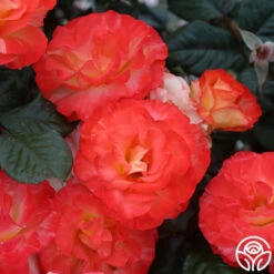 Chihuly™ 11 Chihuly™ -RoseLuxe Shop chihuly 1 4