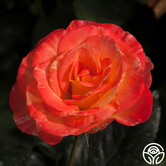 Chihuly™ 1 Chihuly™