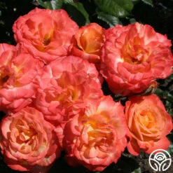 Chihuly™ 9 Chihuly™ -RoseLuxe Shop chihuly 7