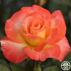 Chihuly™ 8 Chihuly™ -RoseLuxe Shop chihuly 8