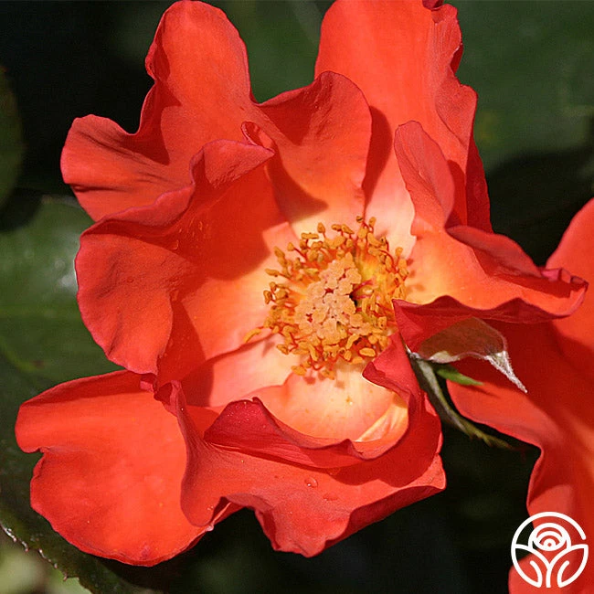 Christine™ 2 Christine™ - Image 2