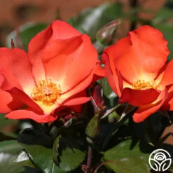 Christine™ 6 Christine™ -RoseLuxe Shop christine logo 02