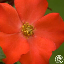 Christine™ 7 Christine™ -RoseLuxe Shop christine logo 04