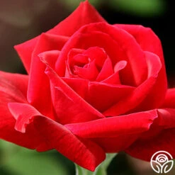 Best Seller 12 Chrysler Imperial