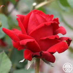 Chrysler Imperial -RoseLuxe Shop chrysler imperial 3 8