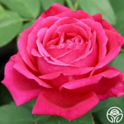 Chrysler Imperial -RoseLuxe Shop chrysler imperial 4 8