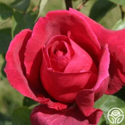 Chrysler Imperial -RoseLuxe Shop chrysler imperial 6