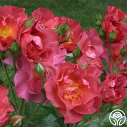 Cinco De Mayo 25 Cinco De Mayo -RoseLuxe Shop cinco de mayo 1 1 1