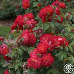 Cinco De Mayo 26 Cinco De Mayo -RoseLuxe Shop cinco de mayo 3 8