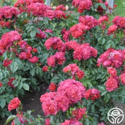 Cinco De Mayo 28 Cinco De Mayo -RoseLuxe Shop cinco de mayo 4 8