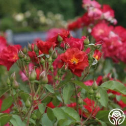 Cinco De Mayo 27 Cinco De Mayo -RoseLuxe Shop cinco de mayo 6 8