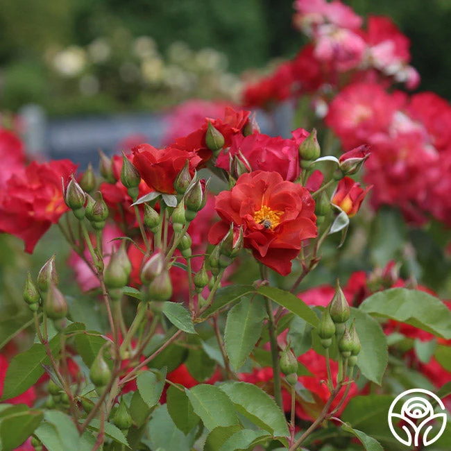 Cinco De Mayo 13 Cinco De Mayo - Image 13