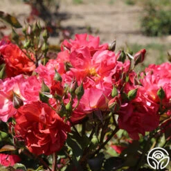 Cinco De Mayo 29 Cinco De Mayo -RoseLuxe Shop cinco de mayo 71