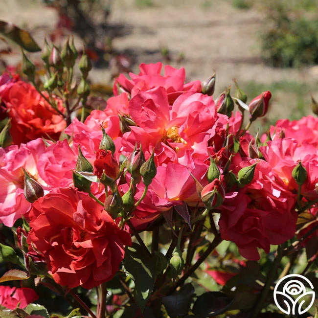 Cinco De Mayo 15 Cinco De Mayo - Image 15