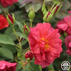 Cinco De Mayo 18 Cinco De Mayo -RoseLuxe Shop cinco de mayo 7 1