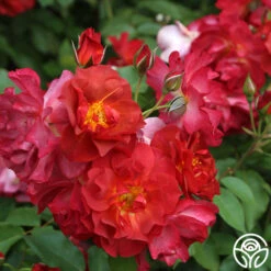 Cinco De Mayo 24 Cinco De Mayo -RoseLuxe Shop cinco de mayo 8 1