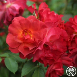 Cinco De Mayo 19 Cinco De Mayo -RoseLuxe Shop cinco de mayo 9 1