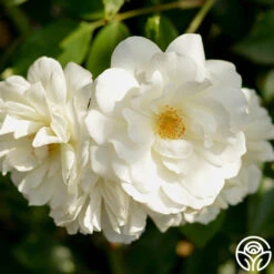 CL Iceberg 12 CL Iceberg -RoseLuxe Shop cl iceberg 14