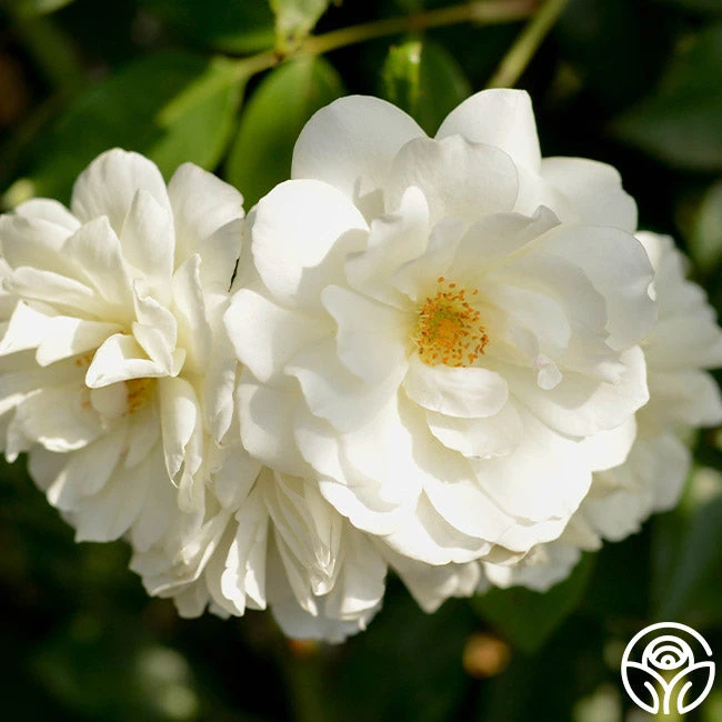 CL Iceberg 4 CL Iceberg - Image 4