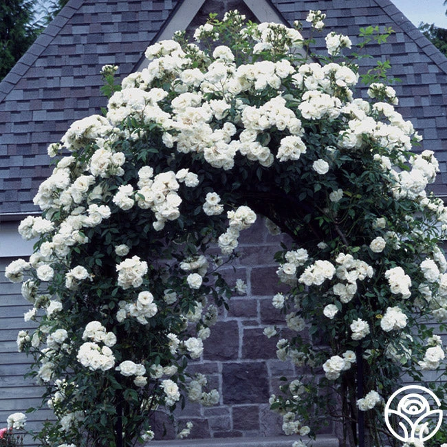 CL Iceberg 6 CL Iceberg - Image 6