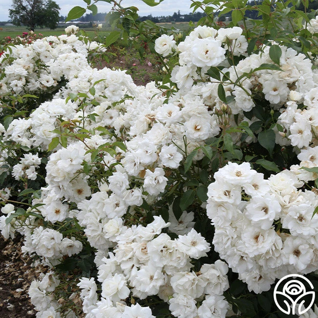 CL Iceberg 7 CL Iceberg - Image 7