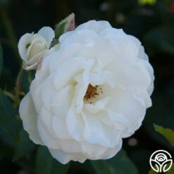 CL Iceberg 17 CL Iceberg -RoseLuxe Shop cl iceberg 5 1