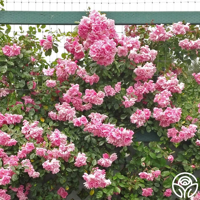 CL Pinkie 3 CL Pinkie - Image 3